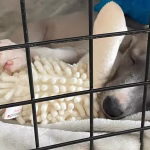 Separation Training Featured Image