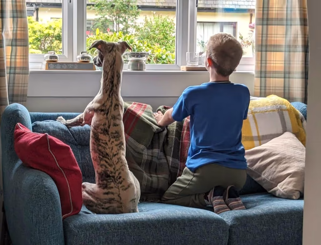 Photo Of A Child And A Whippet Looking Out Of A Window