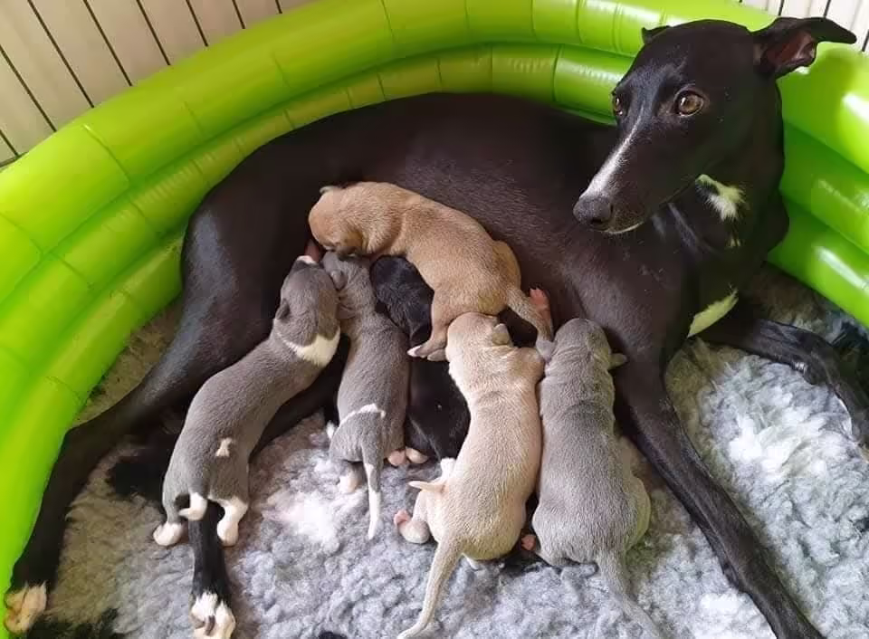 Delilah with her babies