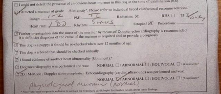 Example of a heart test on a whippet result showing a grade 1-2 heart murmur. 
