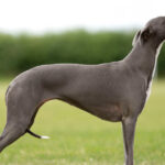 Jenny The Whippet The Day She Won Her Third Cc