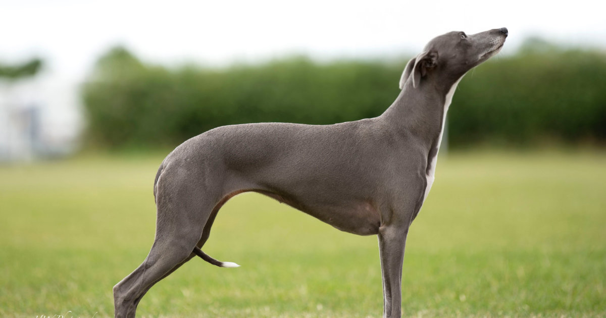 Jenny The Whippet The Day She Won Her Third Cc