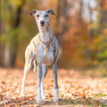 Our Dogs Featured Image