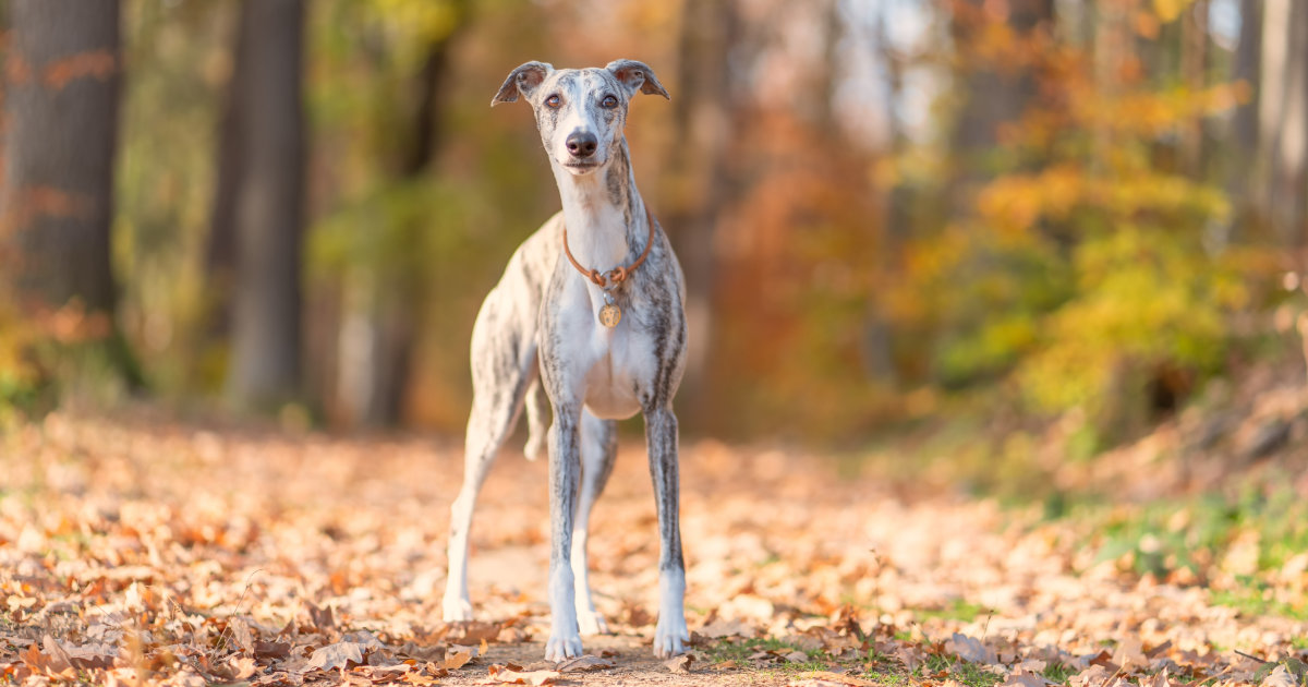 Our Dogs Featured Image