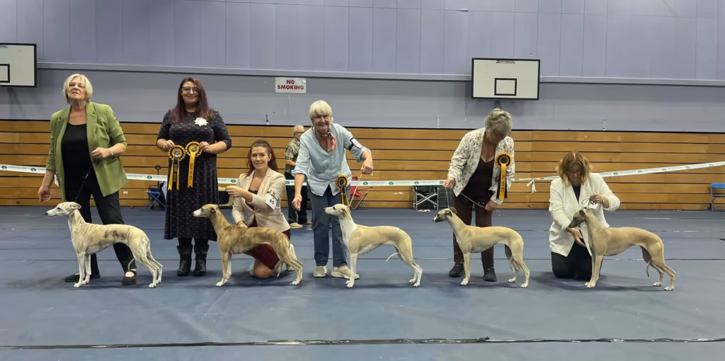 South West Whippet Club line up. Judge - Lisa Samson
