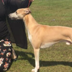 Image of a woman exhibiting a whippet