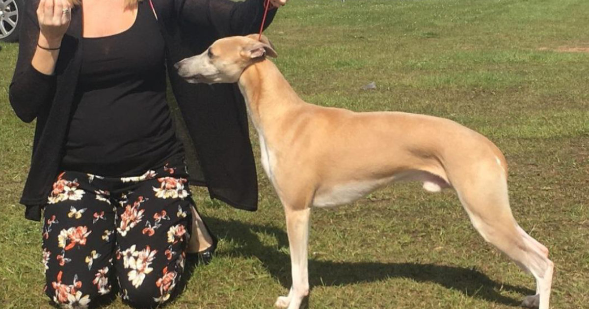 Image of a woman exhibiting a whippet